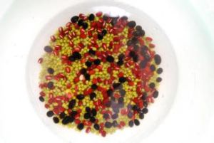 陳皮三豆露 陳皮三豆露