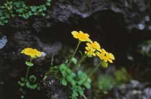 山溪金腰 山溪金腰