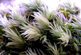 白髮蘚科 白髮蘚科