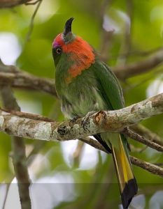 赤須夜蜂虎 赤須夜蜂虎