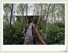 紅樹林[沿海常綠灌木和小喬木群落]