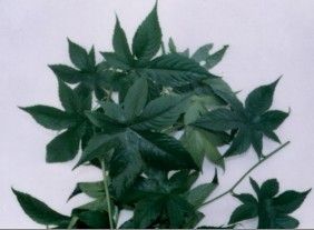 含有“二氫楊梅素”的藤茶葉