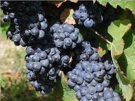 皮諾塔吉 皮諾塔吉