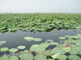 湖北洪湖國家級自然保護區