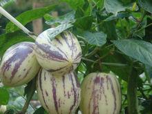 茄瓜[茄科茄屬植物]