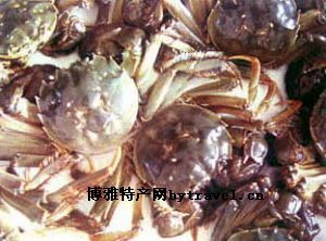 黃河口毛蟹 黃河口毛蟹