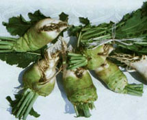 （圖）北京辣菜