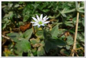 密柔毛繁縷 密柔毛繁縷