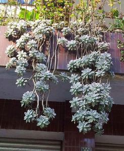 朧月[景天科植物名稱]