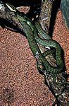 金花蛇屬(Chrysopelea)的一種飛蛇