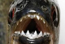 食人魚[南美洲食肉淡水魚]