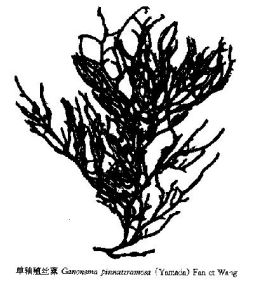 單軸殖絲藻 單軸殖絲藻