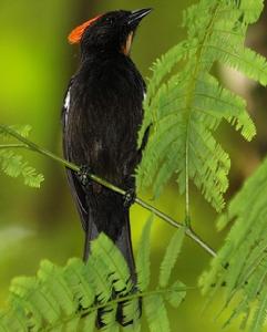火冠黑唐納雀 火冠黑唐納雀