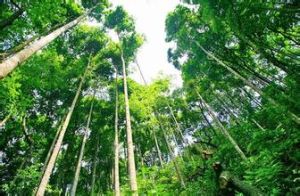 植物資源 植物資源