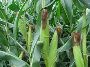 九園一號--玉米