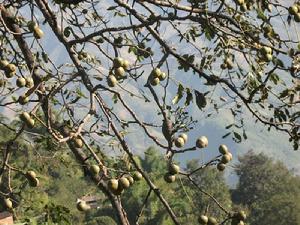 後山箐自然村-核桃種植