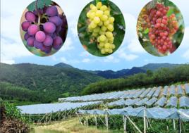 天地人和葡萄園 天地人和葡萄園