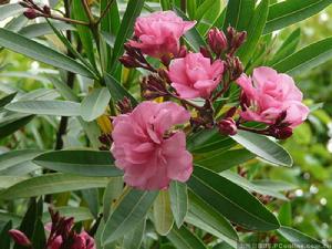 我的夾竹桃 我的夾竹桃