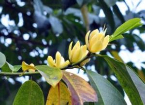 含笑亞屬 含笑亞屬