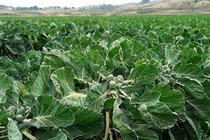 甘藍[芸薹屬植物]