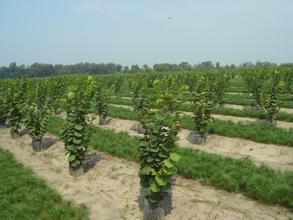 大果親族苔草 大果親族苔草