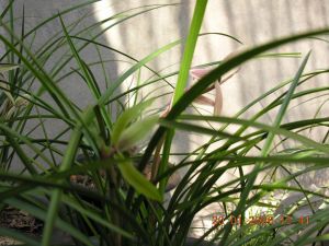 竹葉綠蓮瓣素 竹葉綠蓮瓣素