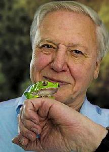 戴維·阿滕伯格 戴維·阿滕伯格