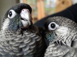 珍珠錐尾鸚鵡 珍珠錐尾鸚鵡