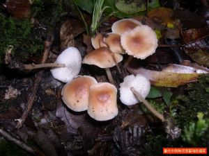 櫟金錢菌 櫟金錢菌