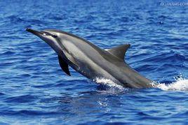 長吻原海豚 長吻原海豚