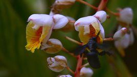 追蹤植物的紅娘 追蹤植物的紅娘