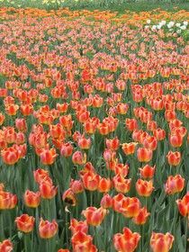 北京植物園 北京植物園
