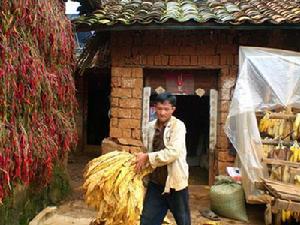 烤菸玉米辣椒種植