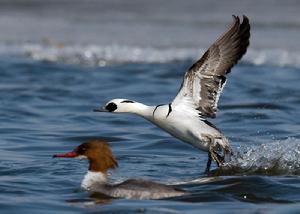 （圖）白秋沙鴨