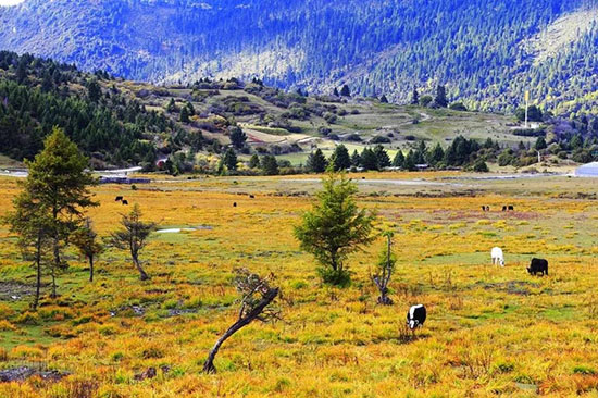 林芝的秋天，才是你最不該錯過的人間天堂！