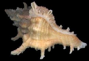 小千手螺 小千手螺