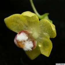 三毛白點蘭 三毛白點蘭