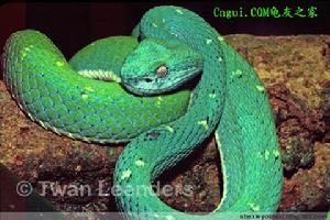 （圖）棕櫚蝮屬