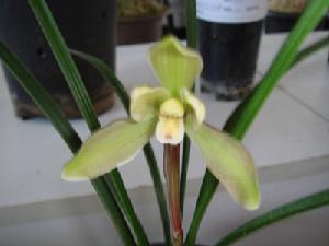 Cymbidium goeringii
