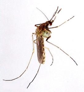 三帶喙庫蚊 三帶喙庫蚊