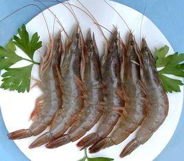 渤海對蝦 渤海對蝦