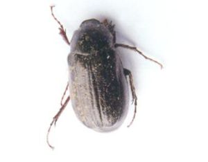 華脊鰓金龜 華脊鰓金龜