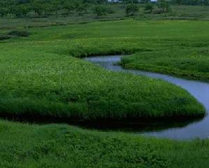 內蒙古草甸草原 內蒙古草甸草原
