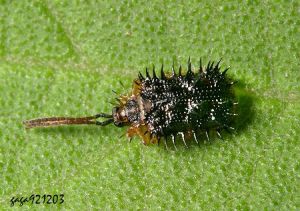 褐胸鐵甲蟲 褐胸鐵甲蟲