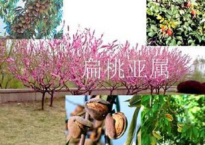 扁桃亞屬 扁桃亞屬