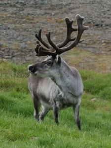 （圖）黑龍江馴鹿