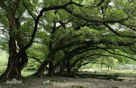 古榕公園[福建省廈門市古榕公園]