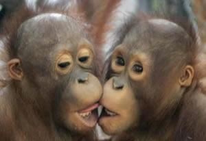 呼朋引類 呼朋引類