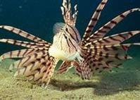 孔雀開屏獅子魚 孔雀開屏獅子魚