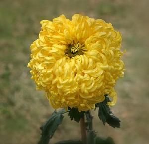 西廂待月 西廂待月